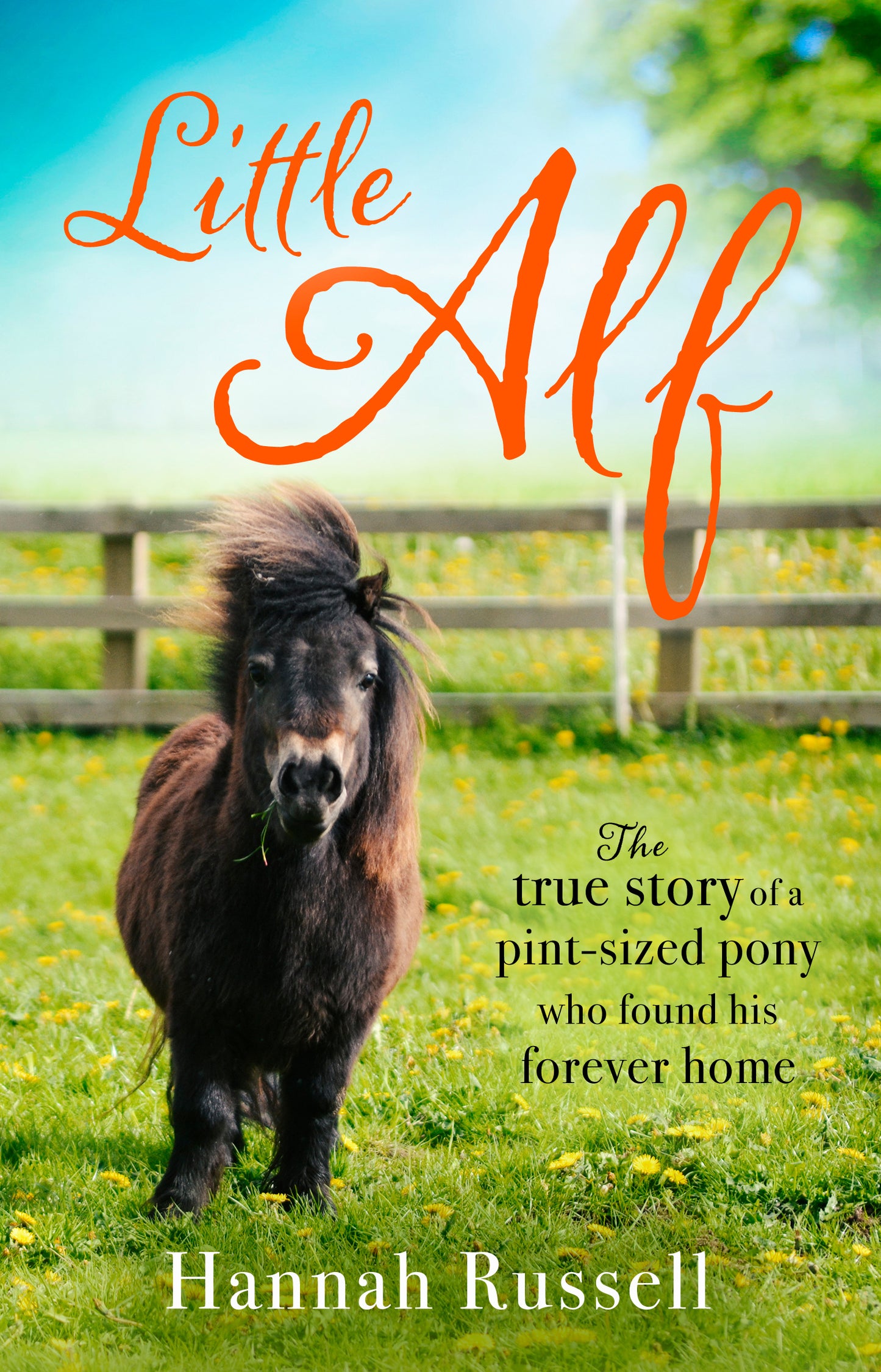 Little Alf - True story of a pint sized pony image 1